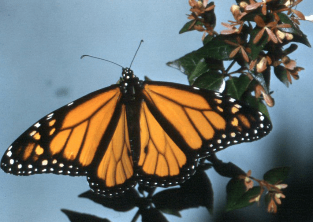A Dame Miriam favourite – the now-endangered Monarch Butterfly.